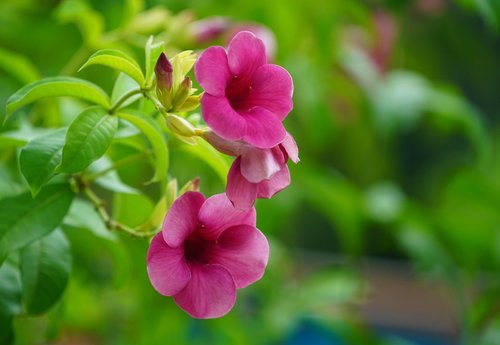 Allamanda cathartica: Medicinal uses, how to grow and plant care