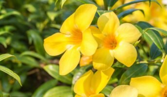 Allamanda plant: How to grow and maintain your plant