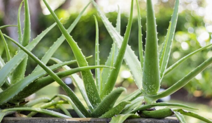 Aloe Vera Botanical Name: Facts, Types, Benefits, and Maintains