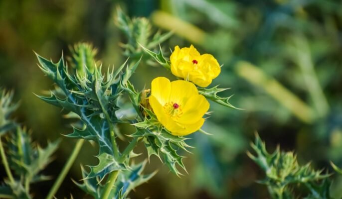 Argemone Mexicana medicinal uses and plant care tips