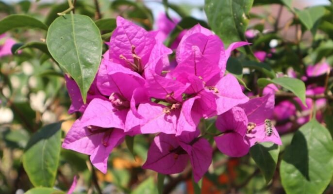 Bougainvillea spectabilis: Uses, how to grow and caring tips