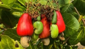 Inside Cashew Plant: Facts, How to Grow and Care Tips