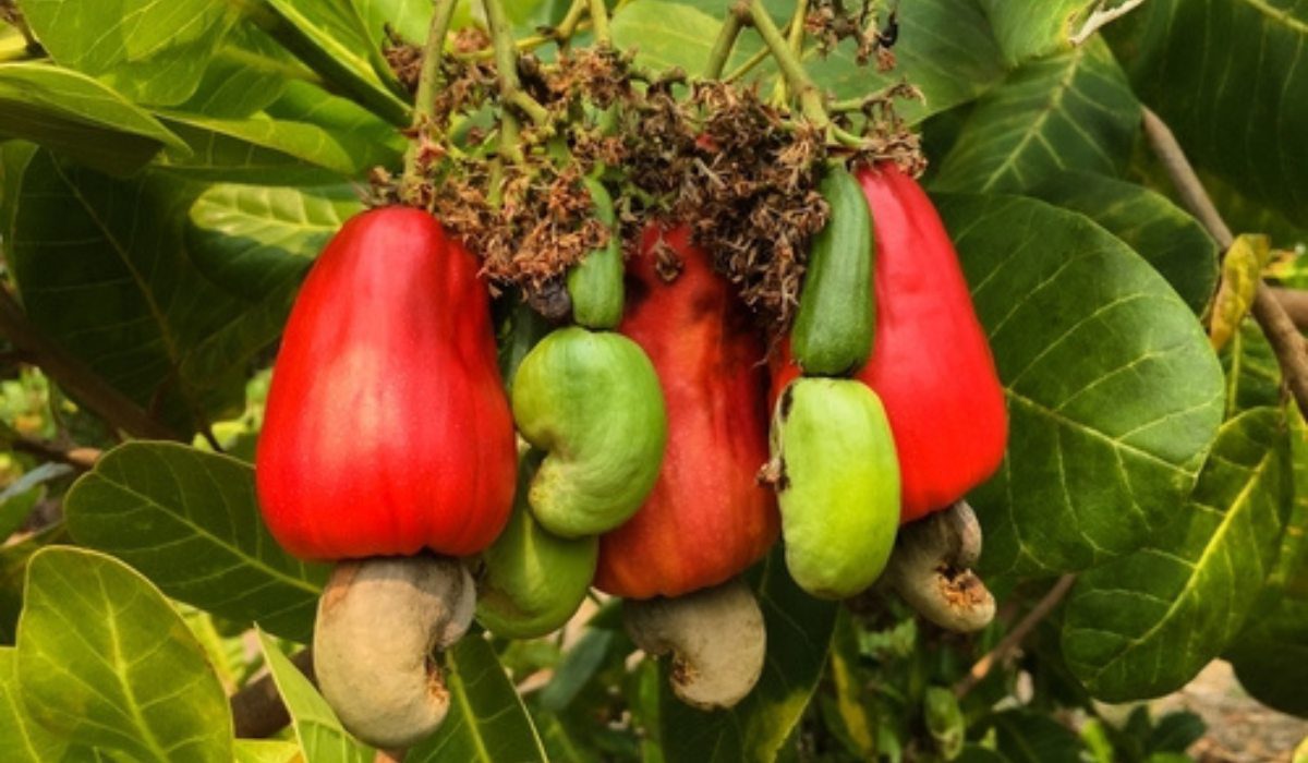 Cashew Tree 42 OFF Conservacion exactas uba ar