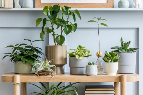 Everything that you need to know about Potted Plants