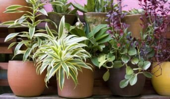 Window part for Potted Plant Displays: A Guide to Options