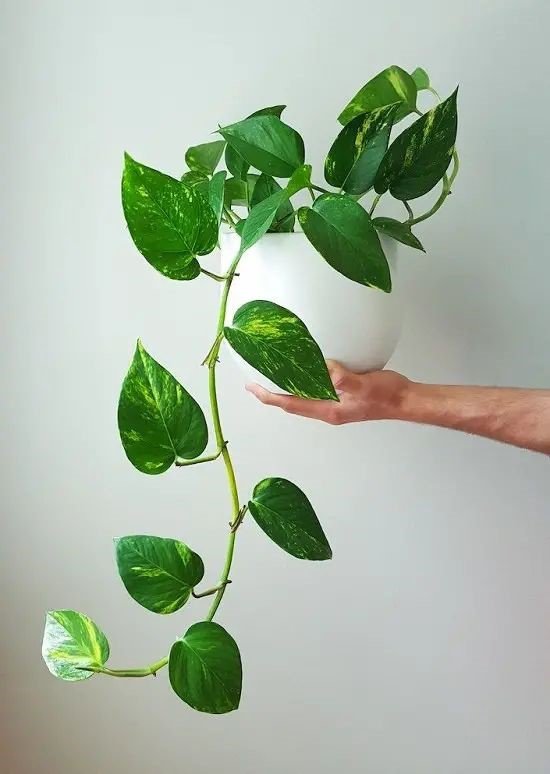 How to grow Pothos plants and take care of them