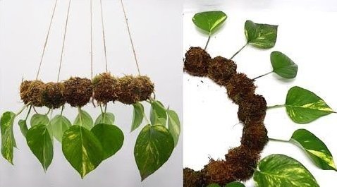 How to grow Pothos plants and take care of them