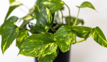 Pothos: Know types, uses, Feng Shui effect, how to grow and care