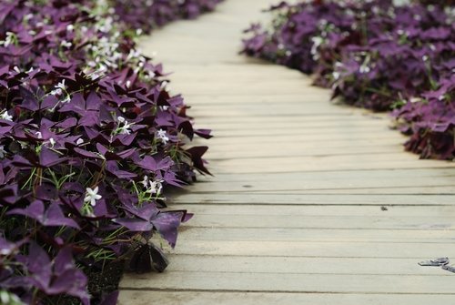 How to grow and care for Oxalis Triangularis, the False Shamrock