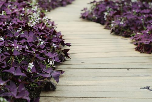 Cum să crești și să îngrijești Oxalis Triangularis, trifoiul fals