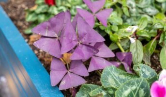 How to grow and care for Oxalis Triangularis or False Shamrock?