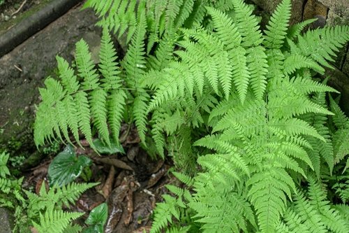 Interesting facts about fern plants
