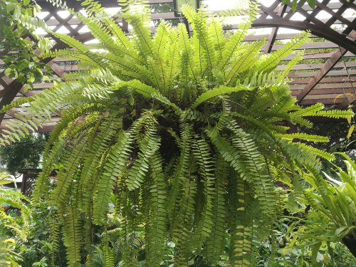 Interesting facts about fern plants