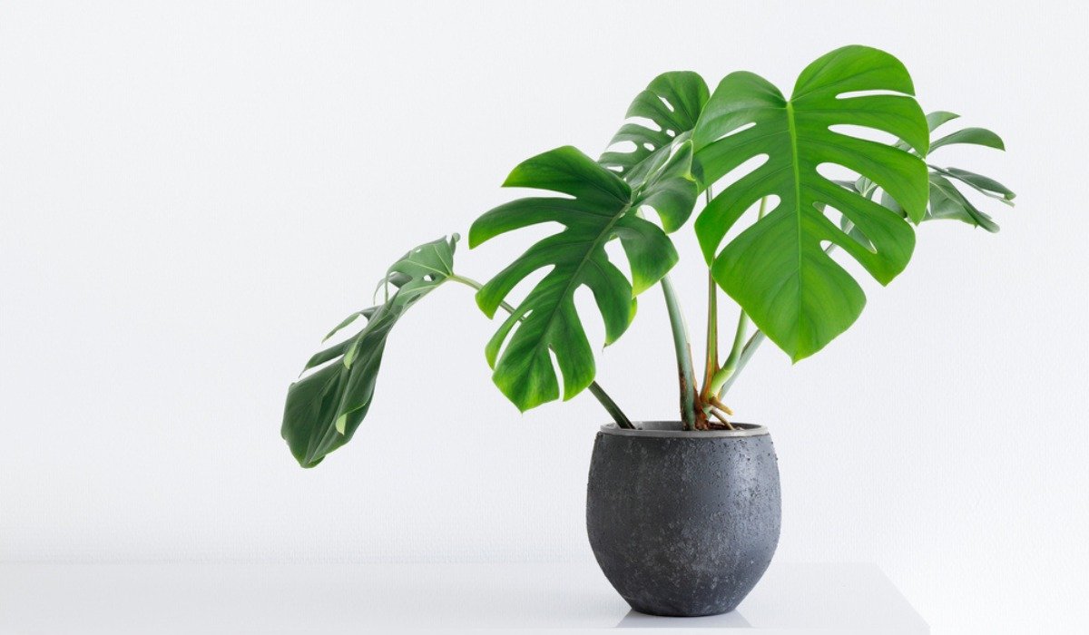 Monstera Deliciosa: to grow and