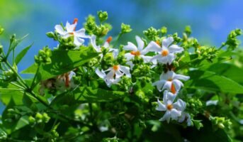 Nyctanthes Arbor-Tristis: How to Grow and Care Plant
