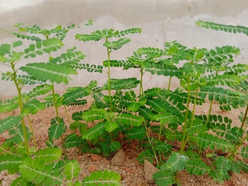 Phyllanthus urinaria: Benefits, uses and plant care