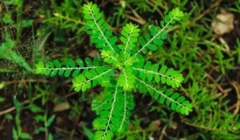 Phyllanthus Urinaria: Benefits,Uses Plant Care & Tips