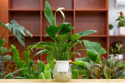 Spathiphyllum Wallisii: Common name, uses, description and plant care