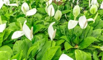 Spathiphyllum Wallisii Facts, How to Care and Uses