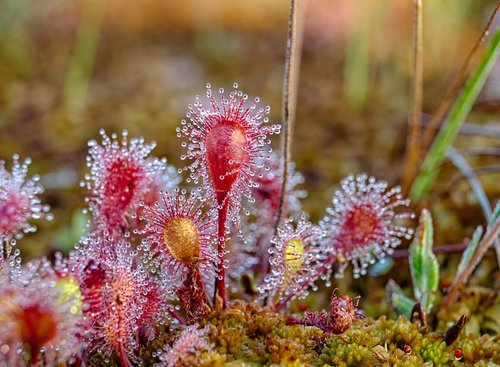 Sundew Plant: All about insect-eating Drosera