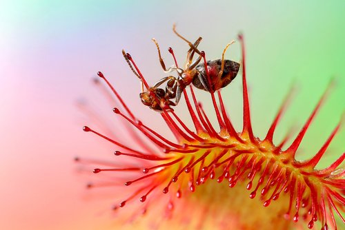 सुंदू वनस्पती: कीटक खाणारे ड्रोसेरा बद्दल सर्व