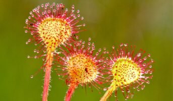 Sundew Plant: Facts, grow and care tips in 2023
