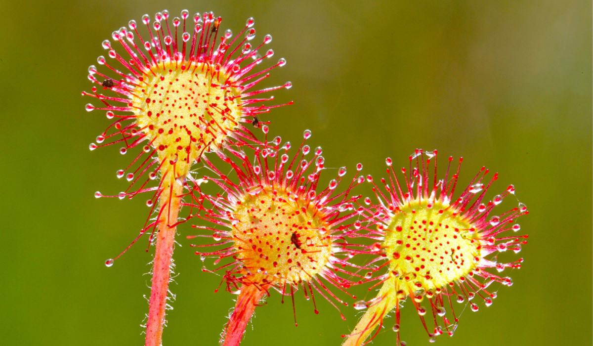Cape sundew plant care