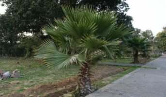 How to grow and care for Fan Palm?