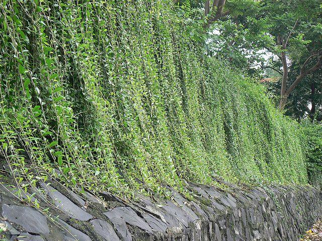 Curtain Creeper Plant - Jiffy Plants