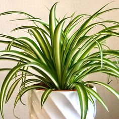 All you need to know about plants for home 