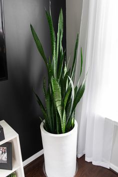 All you need to know about plants for home 