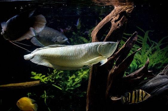 15 Feng Shui Fish To Keep In An Aquarium - Feng Shui Tips & Images