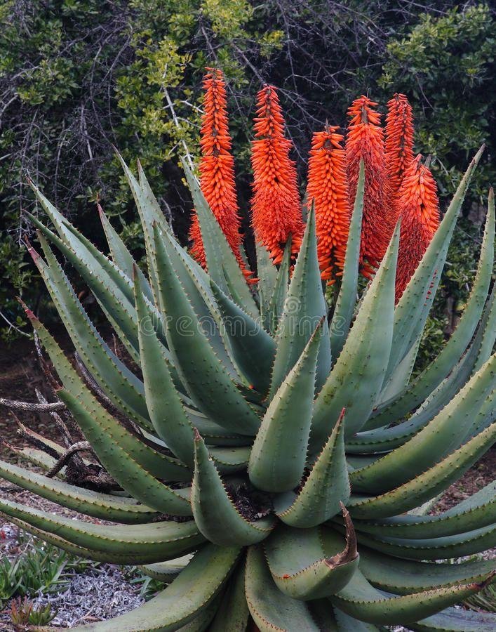 Aloe Vera Botanical Name: Facts, Types, Benefits, and Maintains