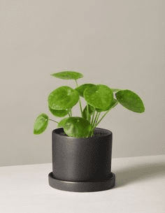 Tout ce qu’il faut savoir sur les plantes d’intérieur