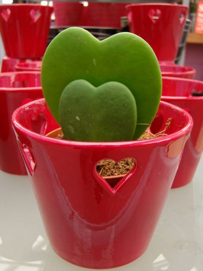 Tout ce qu’il faut savoir sur les plantes d’intérieur