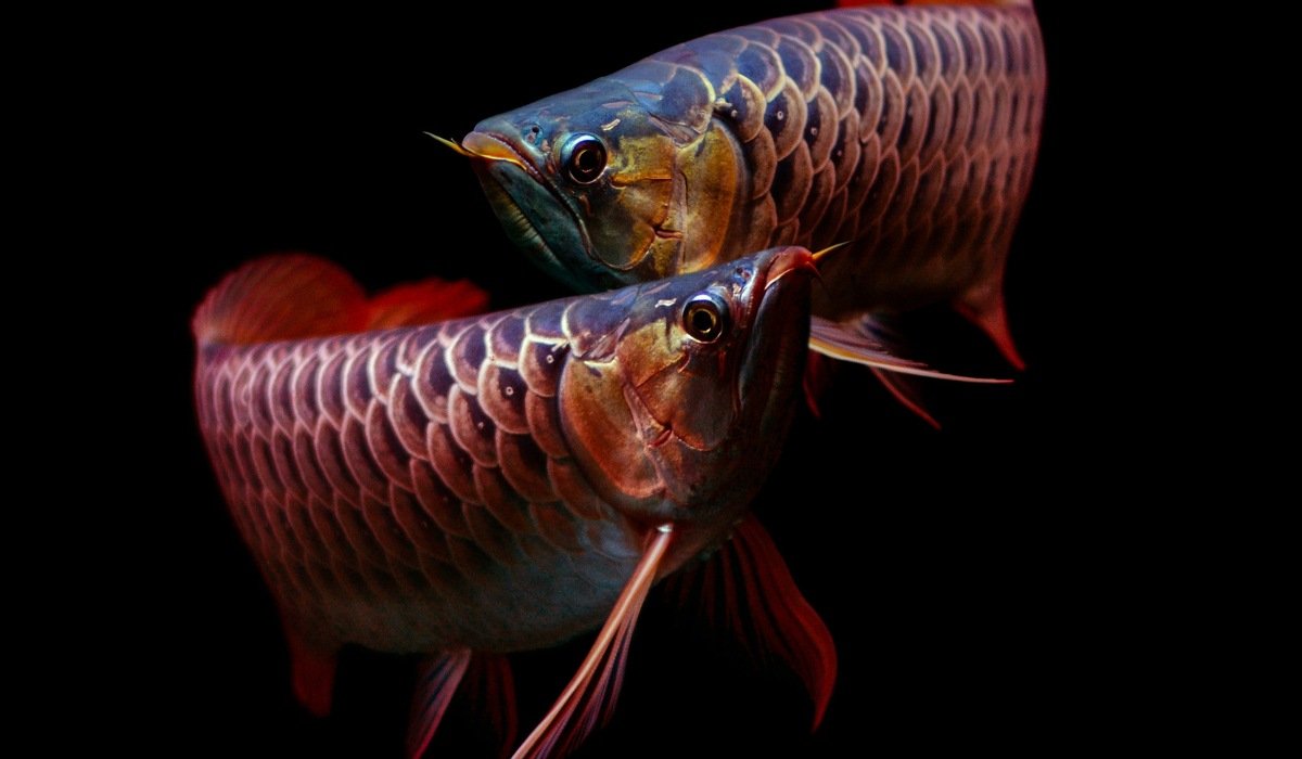 Arowana fish: The significance of fish in Shui