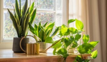 Best indoor garden plants for home