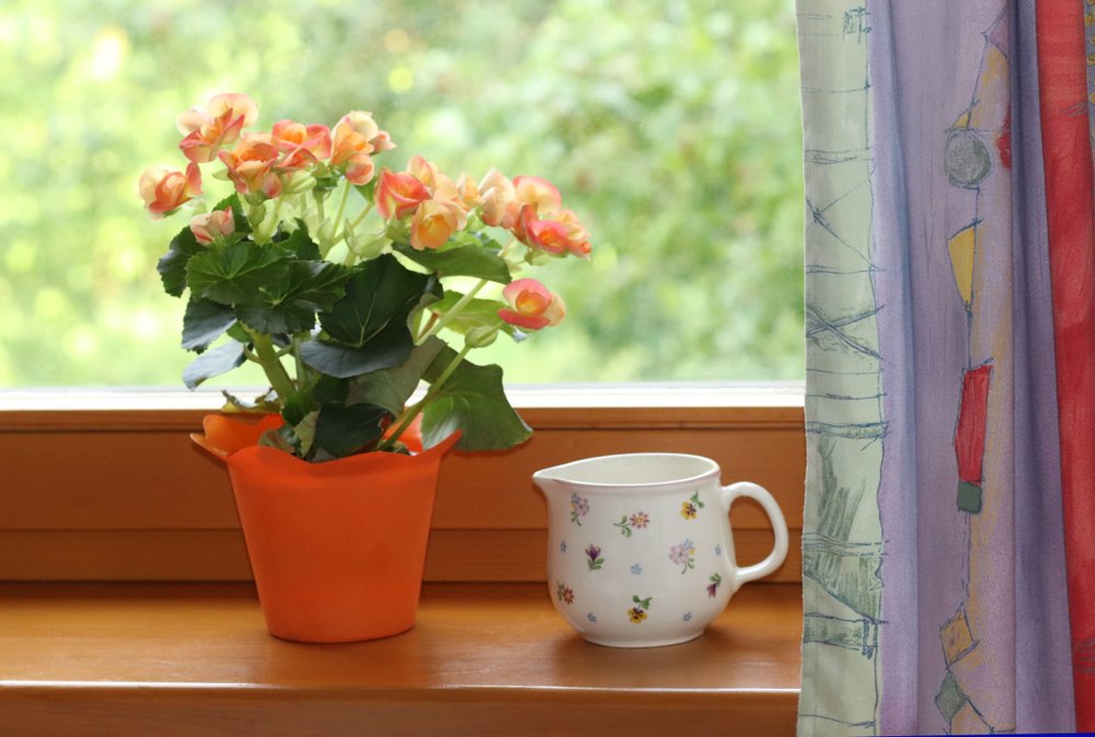 Indoor flowering plants