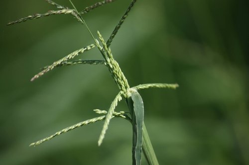 Digitaria ciliaris: Facts, environmental impact, management, and prevention