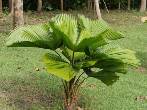 Fan palm: Facts, features and uses of the classy decorative plant