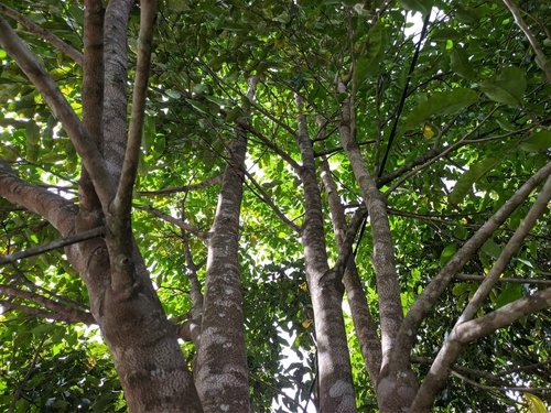 Agarwood tree: A guide to growing and maintaining the Wood of the Gods