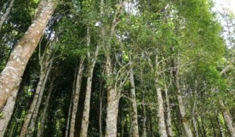 How to grow and care for Agarwood tree?