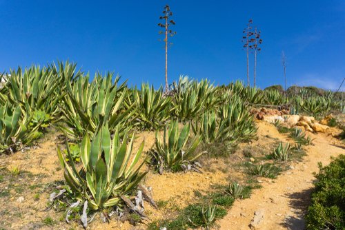 Agave americana uses and plant care tips for growing the century plant