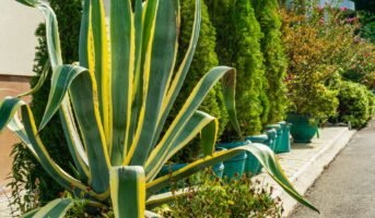 Agave Americana: Maintenance Tips and Vastu Benefits for Plant
