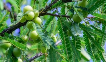 Amla tree: Tips to grow and care