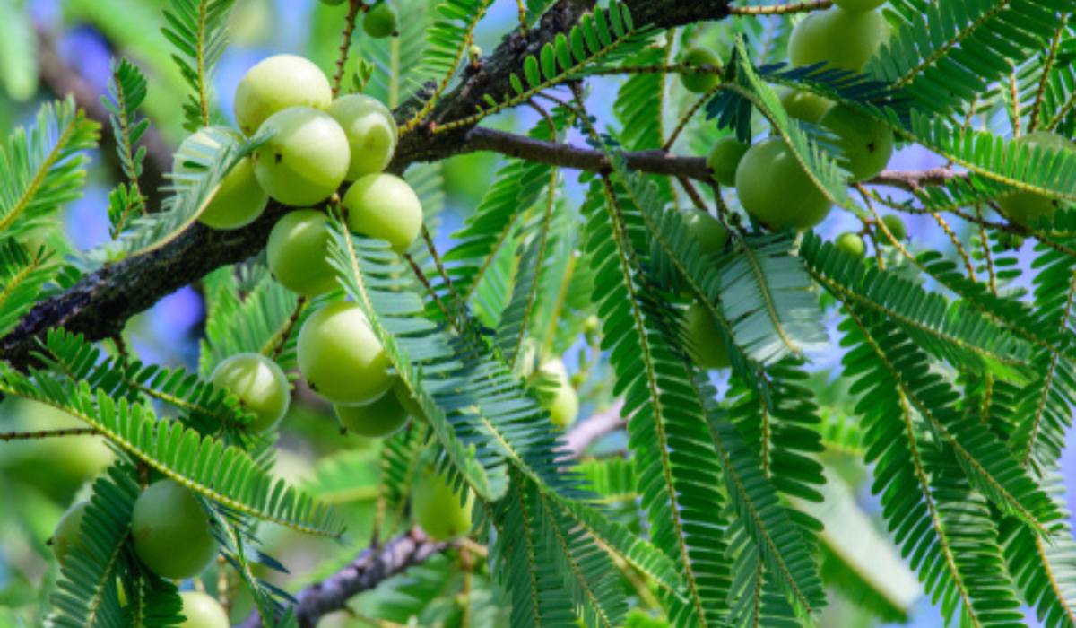 Amalaki Ekadashi 2024: Why, when, how 1 An amla tree