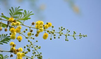 Babool tree: Tips to grow and care