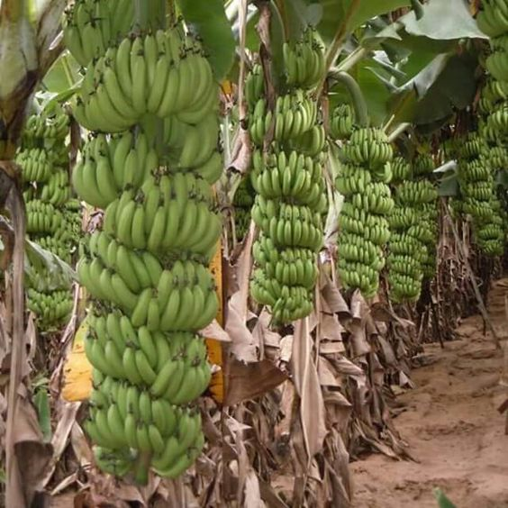 Banana tree: How to grow and care