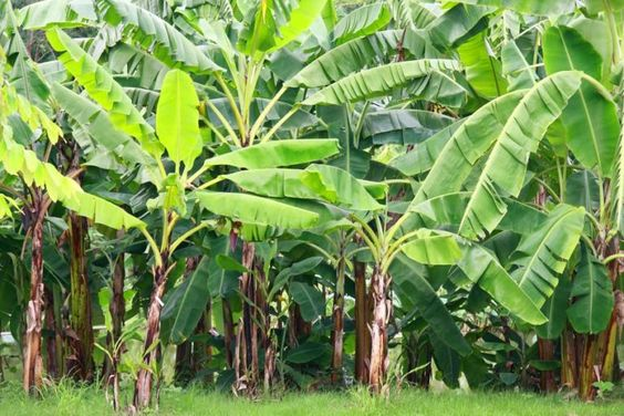 Banana tree: How to grow and care