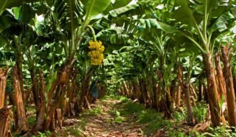 How to grow and care for banana tree?